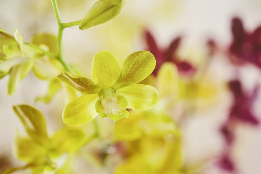 orchids-flowers-wedding details