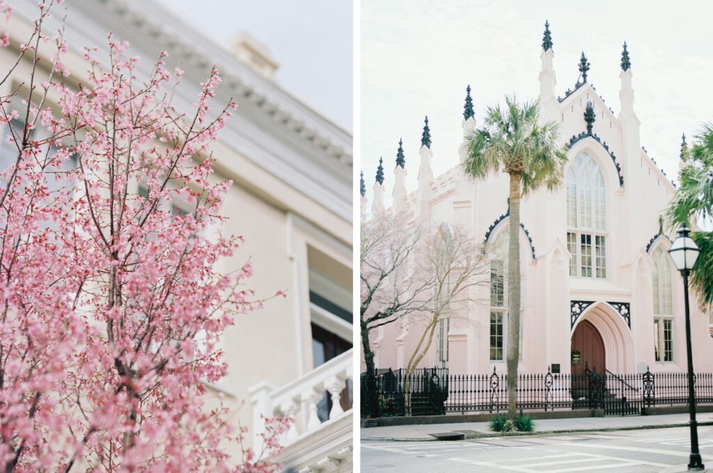 Cherry blossom tree in Charleston South Carolina. Pink Huguenot Church in Charleston on Church Street 