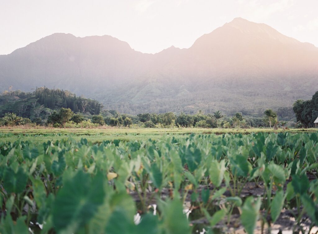 kauai landscape film image 005