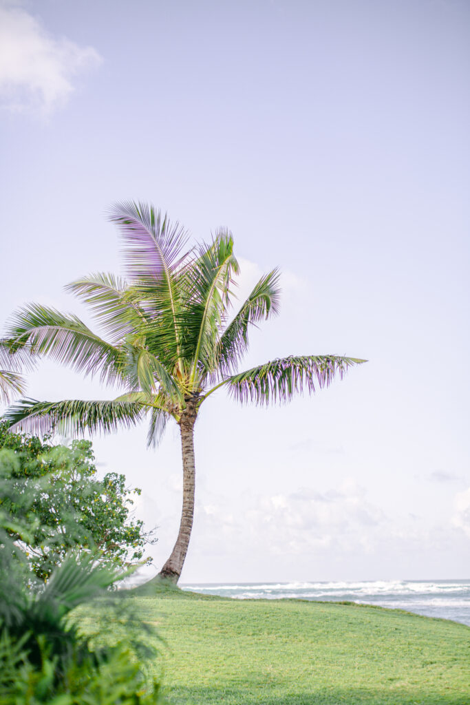 Loulu Palm estate oahu hawaii